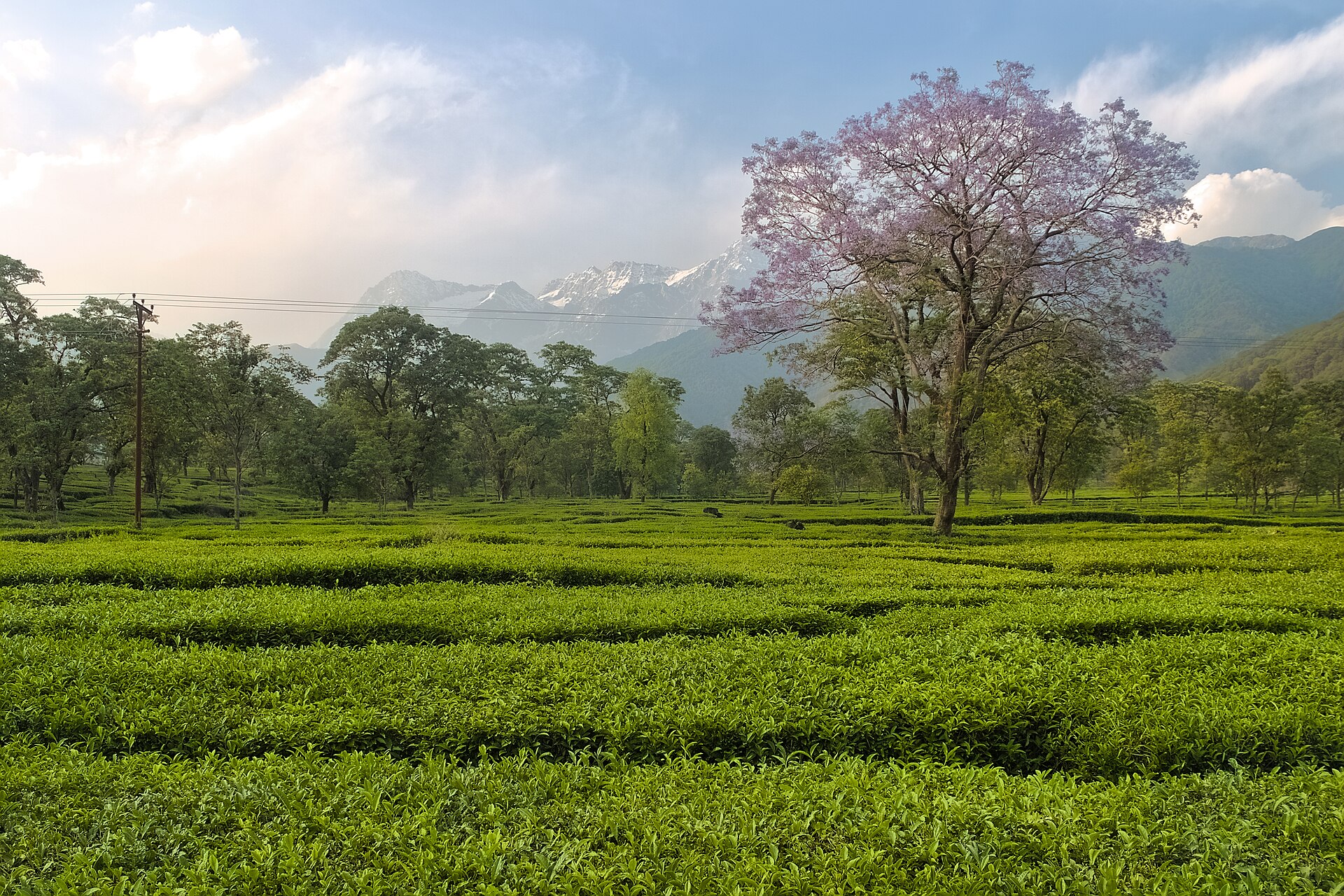 Kangra to Dharamshala